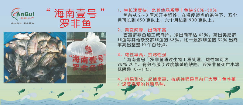 海南壹號羅非魚.jpg