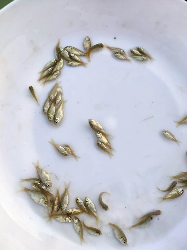 加州鱸魚(yú)苗2.jpg